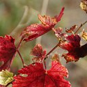 ���� ������, ���������, 59 ��� - ��������� 4 ������� 2014 � ������ �����