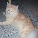 ���� �������, ������, 45 ��� - ��������� 25 ������ 2014 � ������ ���� ����������