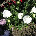 ���� �������, �������, 41 ��� - ��������� 1 ������� 2014 � ������ ���� ����������