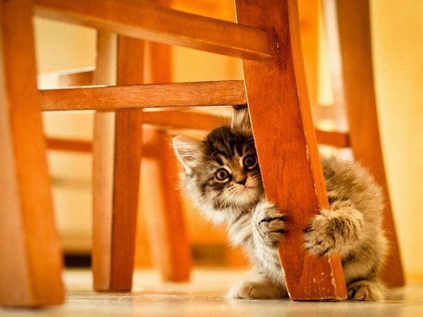 &deg;&bull;Cats Forever&bull;&deg; - 4 ������� 2014 � 20:30