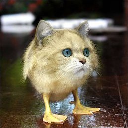 ���� ����, ������������, 49 ��� - ��������� 19 ������� 2014