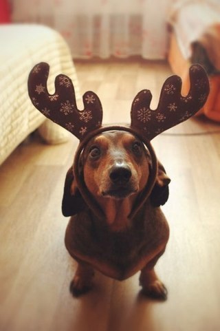 .•°Dogs Forever°•. - 24 августа 2014 в 18:40