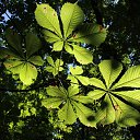  Jyri, , 54  -  30  2014   Tallinn Park Kadriorg august 2014