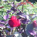 ���� �������, ������, 71 ��� - ��������� 23 �������� 2014 � ������ �������