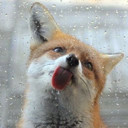 �������, �����-���������, 41 ���