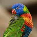 ���� �����, ������ - ��������� 17 ������� 2014 � ������ �animals�