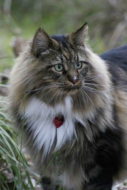 - (Maine Coon)     ,     ... - 3
