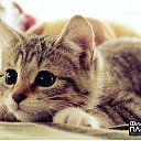 ���� �������, �������� - ��������� 7 ������� 2014 � ������ ������ ��������