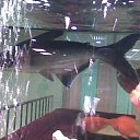 ���� ������, �����-���������, 73 ���� - ��������� 14 ������� 2014 � ������ ������ ��������