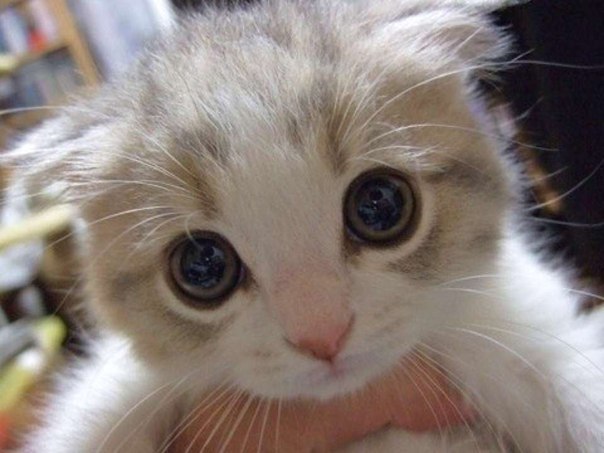 :         ,  ,    ...