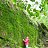 ���� Laurus, �����-���������, 53 ���� - ��������� 27 ������� 2014
