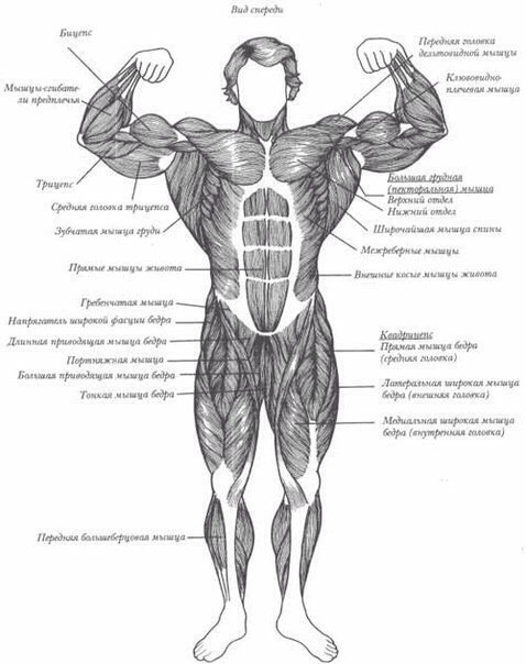 Комплекс лучших упражнений на каждую группу мышц.СПИНА- Подтягивания 4 подхода 8-12 повторений- ...