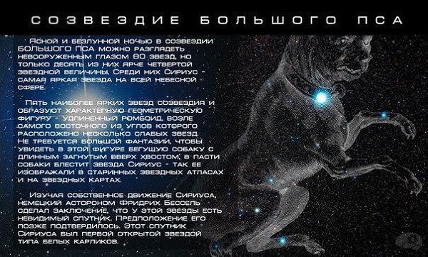 Созвездие большого пса сириус. Про большой пес. Про большой пес. Созвездие большого пса звезды. Рассказ о созвездии большого пса.