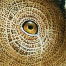 ������, ����, 55 ���