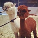 ���� ����, ������, 34 ���� - ��������� 17 ������� 2014 � ������ ������ ��������