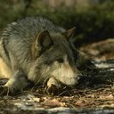 ���� ����, �����, 46 ��� - ��������� 14 ������� 2014 � ������ ������ ��������