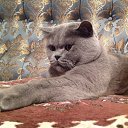 ���� �����, ���������, 62 ���� - ��������� 24 ������ 2014 � ������ ���������