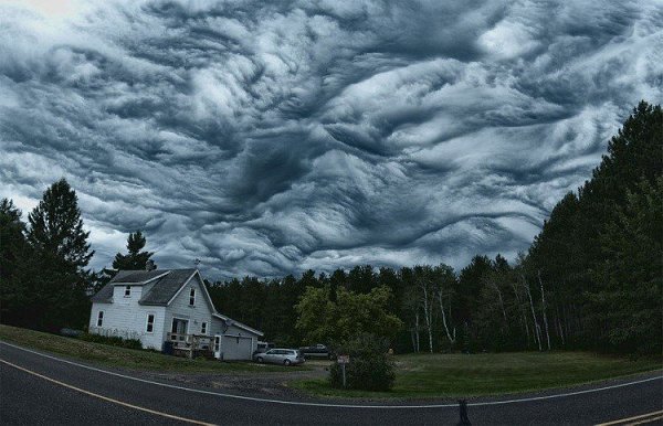   .Undulatus asperatus,        ...