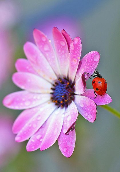 Чтобы обрести знание, каждый день что-нибудь добавляй; чтобы обрести мудрость, каждый день от ... - 8