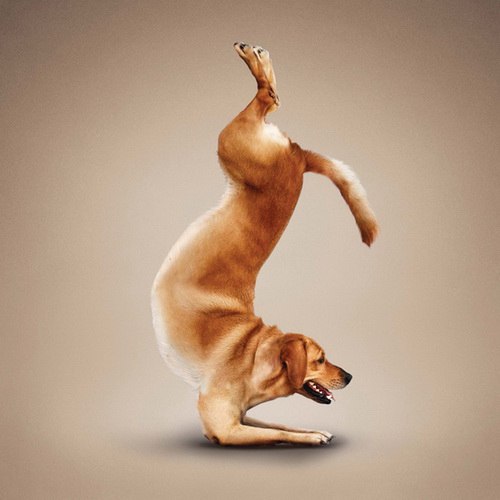       (Dan Borris)        (Yoga ... - 3