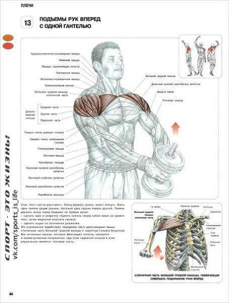 #SPORT_òðåíèðîâêè@sports_is_life.ÓÏÐÀÆÍÅÍÈß ÄËß ÄÅËÜÒÎÂÈÄÍÛÕ ÌÛØÖÏÅÐÅÊÐÅÑÒÍÛÅ ÌÀÕÈ ÐÓÊÀÌÈ ÍÀÇÀÄ Ñ ... - 2