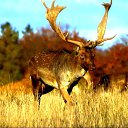 ���� Elmar, ����, 47 ��� - ��������� 15 ������ 2014 � ������ ���� ����������