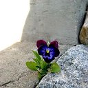 ���� ��������, ���������, 67 ��� - ��������� 9 ������ 2014