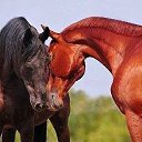  Nta-., - -  21  2014      .