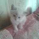 ���� Xorston, ������� - ��������� 29 �������� 2014 � ������ ���� ����������