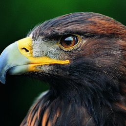 ���� Ali, ���������, 44 ���� - ��������� 15 ������� 2014