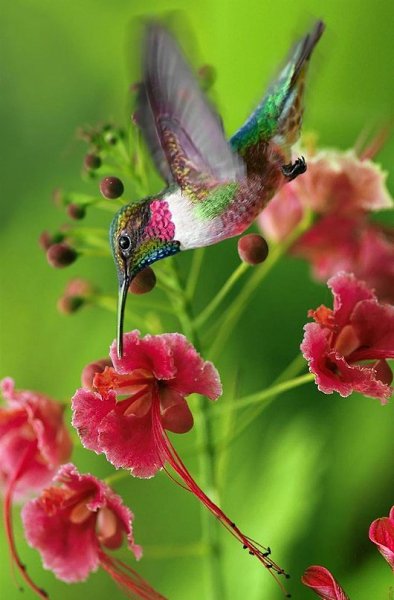 Вдохновение - это полет и свобода. Нужно дойти до самого истока мира, и до самого истока своей души ... - 6