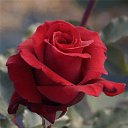  Sergei.,   -  22  2014