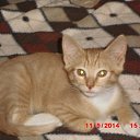 ���� ������, ����� - ��������� 11 �������� 2014 � ������ �������