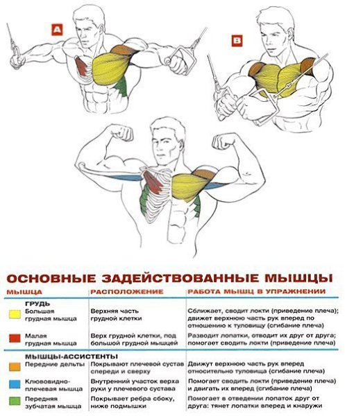 Прокачка верха груди. Вступление и общая информация Верх груди… Это действительно больная тема, так ... - 3