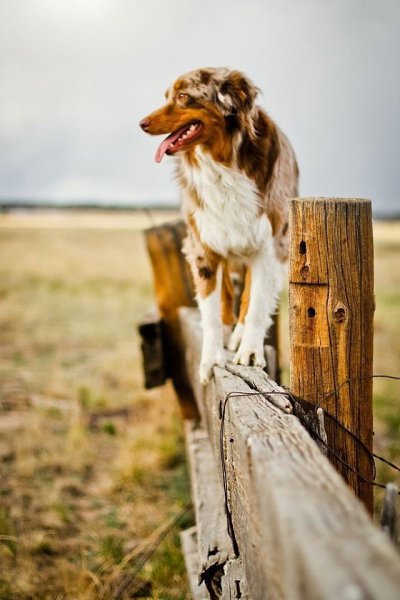 Австралийская овчарка за работой.#animal@travel.blog