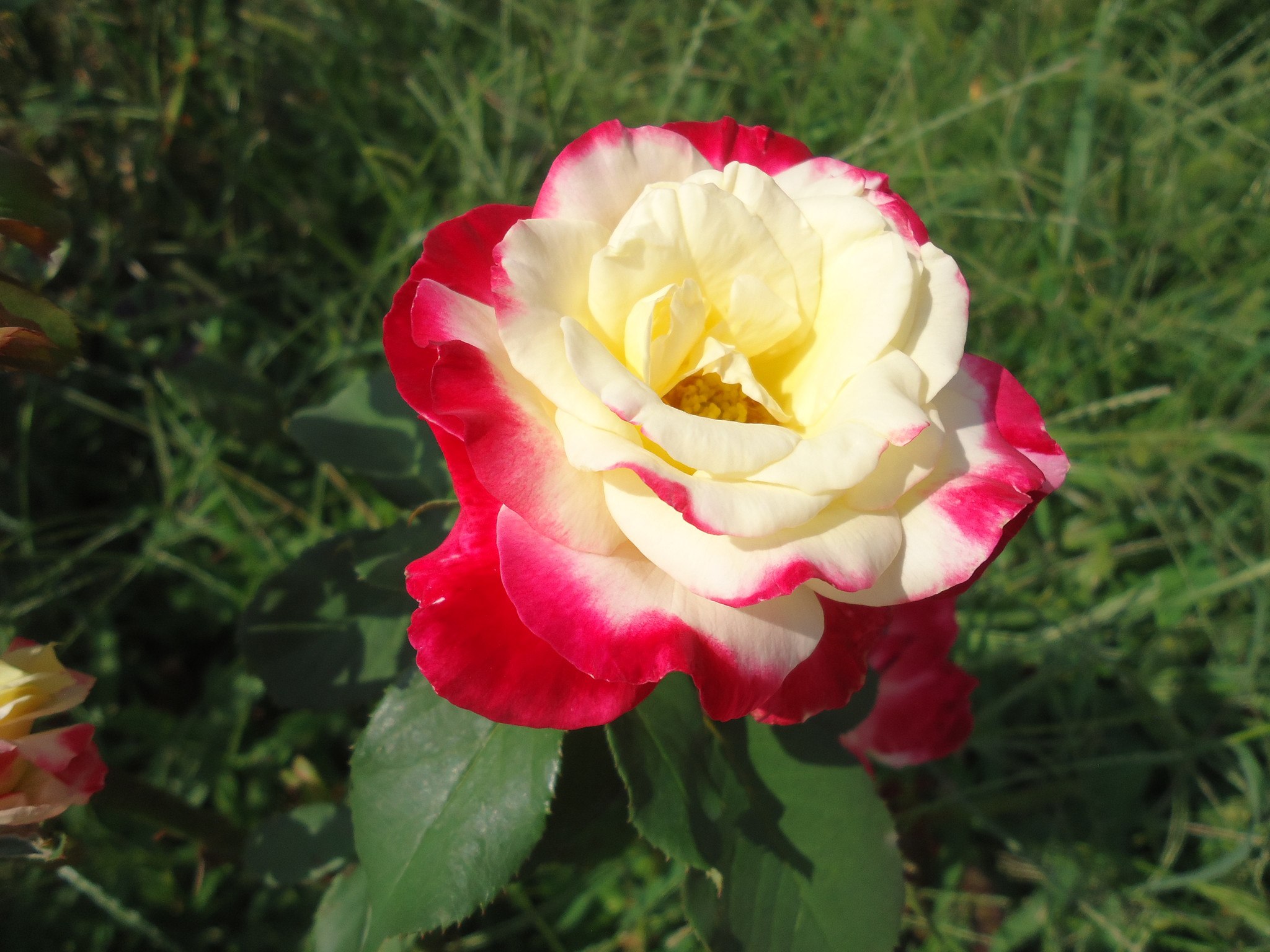     ..."     ... , , ,  ... ...