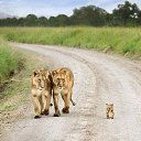  Milana,  -  12  2014    