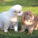 ���� �����, ������ - ��������� 17 ������� 2014 � ������ �animals�