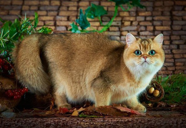 #породы@catism.Британская короткошерстная. Окрас - золотая шиншилла