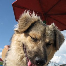 �������, ������, 61 ���