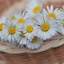 ���� �����, ������ - ��������� 17 ������� 2014 � ������ �flowers�