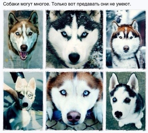 .•°Dogs Forever°•. - 22  2014  23:38