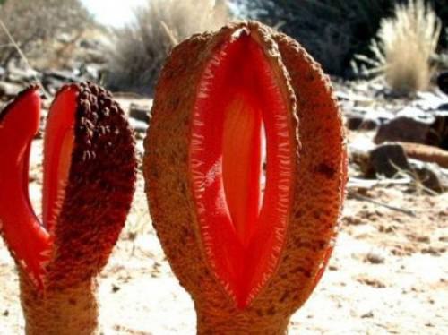 Hydnora africana - произрастает в Южной Африке. Это растение-паразит, которое прикрепляется к ...