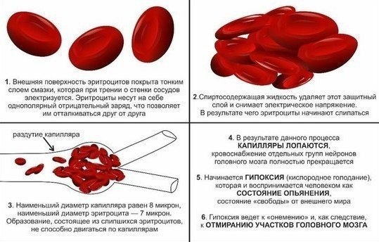 Лейкоциты в отличие от эритроцитов не способны проникать сквозь стенки капилляров