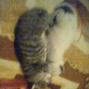 ������ �� ������� ���� ����������