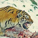 ���� �����, ������, 51 ��� - ��������� 14 �������� 2014 � ������ �����ۻ