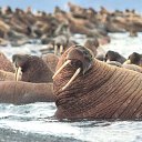 ������� �� ������� ���� ����������