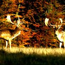 ���� Elmar, ����, 47 ��� - ��������� 15 ������ 2014 � ������ ���� ����������