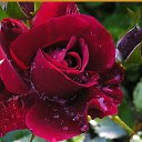 ��� �����������!!!!! �� ������� ������ ��������