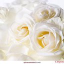 ���� �������, �����-���������, 54 ���� - ��������� 4 ������� 2014 � ������ ������ ��������